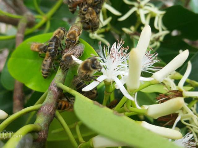 Thị trường - Tiêu dùng - Rủ nhau đi kiếm "mật của biển", nông dân thu trăm triệu/vụ