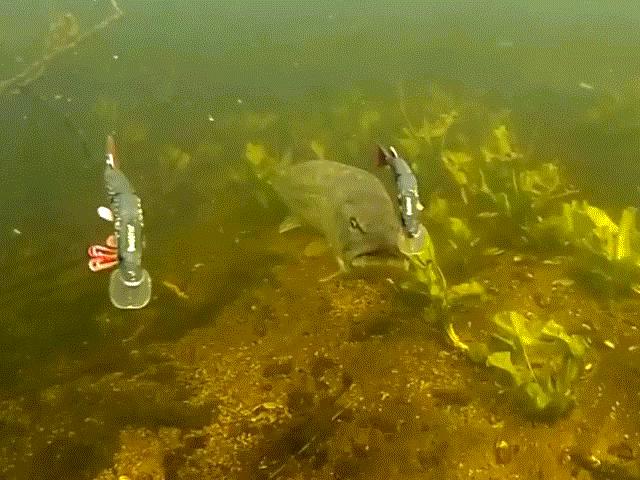 Loài ”thủy quái” nước ngọt hung dữ với cú cắn cực độc