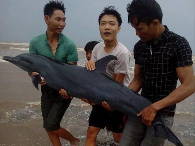 Tin tức trong ngày - Trước bão, người dân giải cứu cá heo mắc cạn
