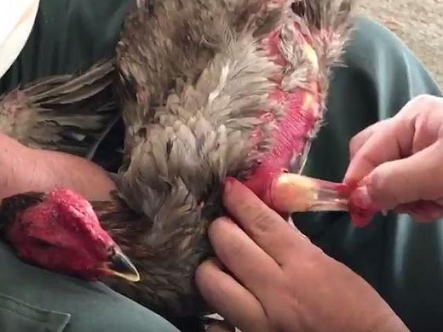 Thế giới - Thái Lan: Xin lỗi gà vì ép ăn bao cao su chứa đầy ma túy