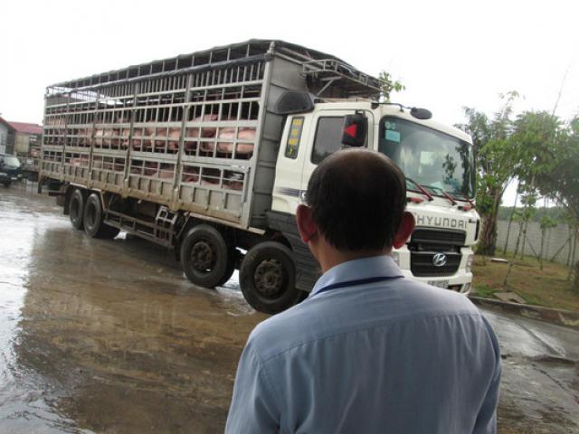 Thị trường - Tiêu dùng - Giá heo hơi vọt lên thời "hoàng kim"