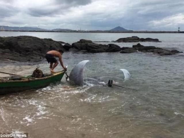 Thế giới - Brazil: Cá đuối nặng 1 tấn to như xe hơi mắc lưới ngư dân