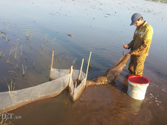 Tin tức trong ngày - Đi bắt "con trơn", nông dân Cố đô bỏ túi cả triệu đồng mỗi ngày