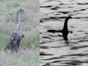 Phi thường - kỳ quặc - Phát hiện quái vật hồ Loch Ness cách &quot;nhà&quot; 200km?