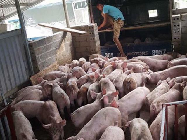 Thị trường - Tiêu dùng - Giá lợn ngừng tăng vọt, hộ chăn nuôi đừng "mộng mơ"