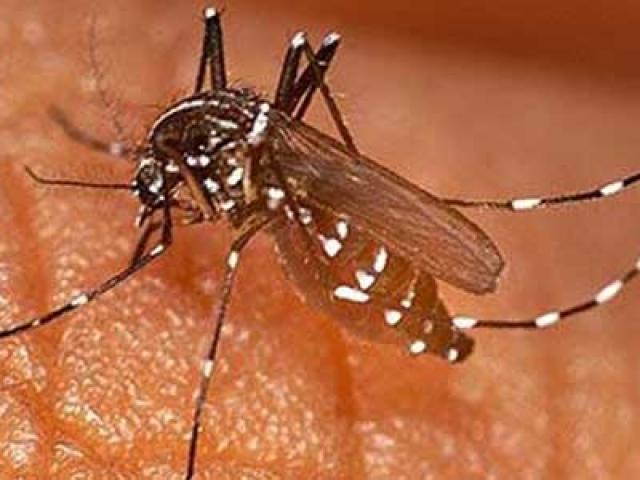 Sức khỏe đời sống - Clip infographic: Vì sao sốt xuất huyết là nỗi ám ảnh của thế giới?