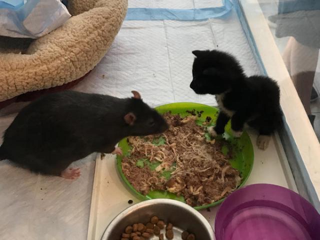 Phi thường - kỳ quặc - Chuột khổng lồ chuyên chăm sóc mèo ở Mỹ