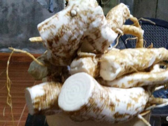 Tin tức trong ngày - Giật mình vì nhiều người Việt vẫn tưởng loại củ cực độc là...nhân sâm