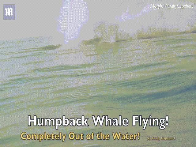 Thế giới - Chưa từng thấy: Cá voi 40 tấn bay hoàn toàn khỏi mặt nước