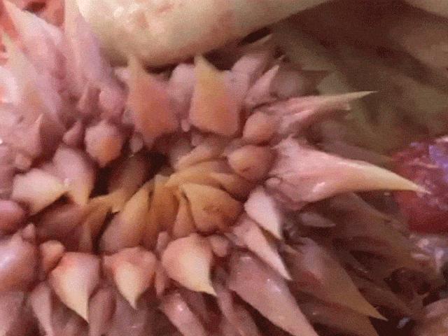 Phi thường - kỳ quặc - Bất ngờ về "con vật" kinh dị như đến từ ngoài hành tinh