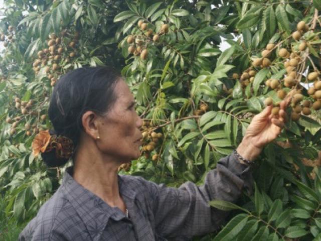 Thị trường - Tiêu dùng - Hà Nội: Nhãn chín muộn ra toàn lá, dân "mếu máo" vì thất thu nặng