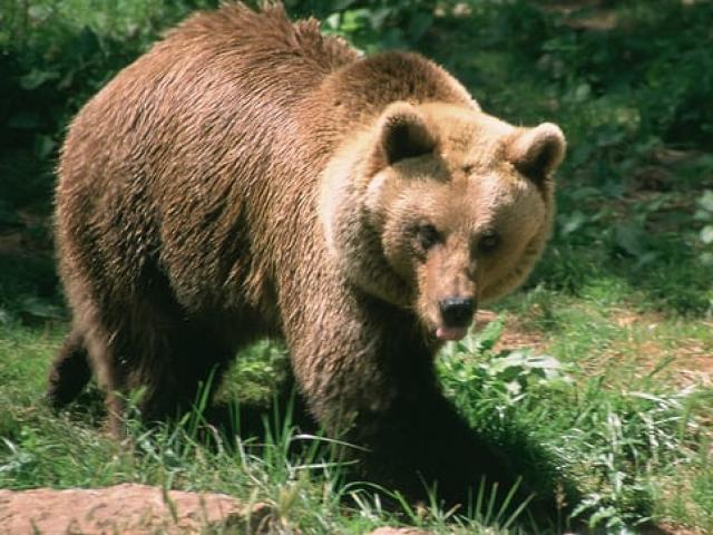 Phi thường - kỳ quặc - 200 con cừu nhảy vực đến chết vì bị gấu truy đuổi