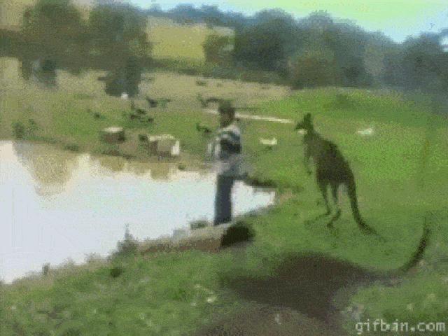 Tranh vui - Ảnh động: Những con vật "hổ báo" nhất thế giới động vật