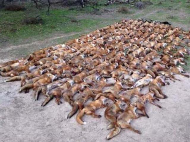 Phi thường - kỳ quặc - Giết 100 con cáo, vứt xác ngập đường rồi chụp ảnh