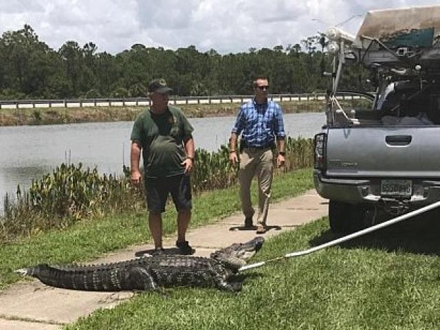 Phi thường - kỳ quặc - Đang tắm ao, tự dưng bị cá sấu ở đâu bơi ra cắn mất "của quý"