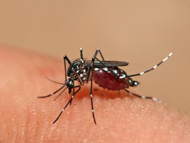 Sức khỏe đời sống - Tất tần tật những điều phụ nữ mang thai cần biết về sốt xuất huyết