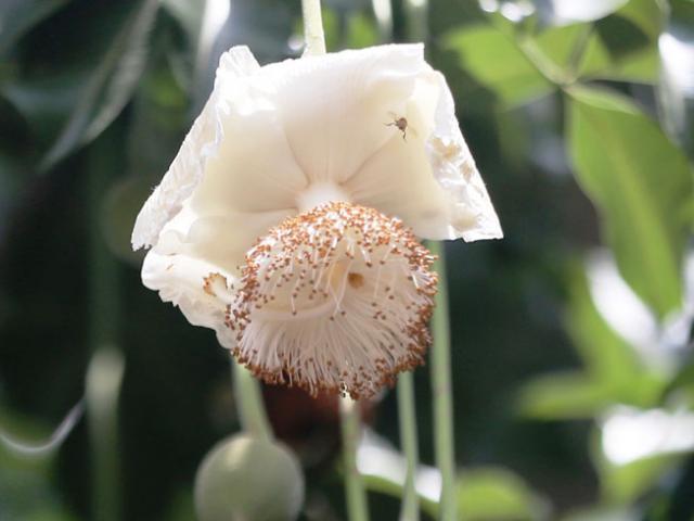 Tin tức trong ngày - Sắc trắng trên cây bao báp lâu đời nhất Sài Gòn vào mùa nở hoa