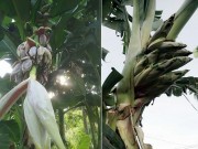 Tin tức trong ngày - Cây chuối “lạ” ra 17 bắp, dân đổ xô đến hỏi mua về thờ