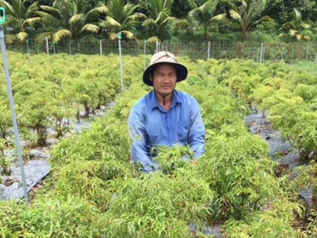 Thị trường - Tiêu dùng - "Bỏ ngang" nghề giáo về trồng dược liệu rồi thành tỷ phú