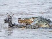 Thế giới - Cặp cá sấu tham lam thi nhau đớp ngấu nghiến ngựa vằn