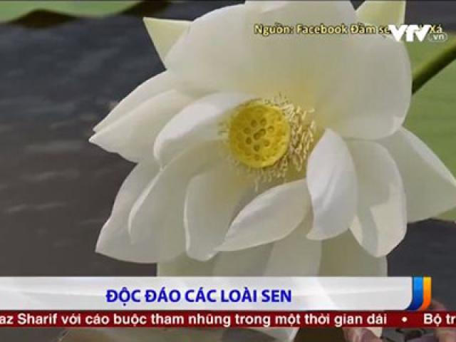 Thị trường - Tiêu dùng - Độc đáo nhiều loài sen lạ ở Hà Nội