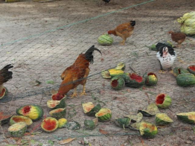 Thị trường - Tiêu dùng - Quảng Trị: Hàng trăm hộ xót xa phải vứt dưa hấu chín mọng cho gà ăn