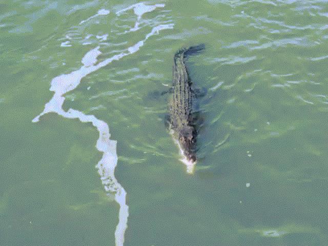 Thế giới - Cá sấu quỷ quyệt, rình thời cơ “vàng” ăn thịt cá mập