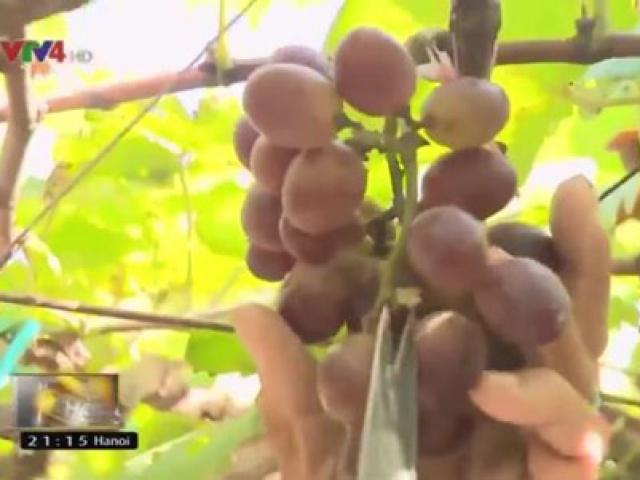 Thị trường - Tiêu dùng - Người trồng nho Ninh Thuận thiệt hại do biến đổi khí hậu