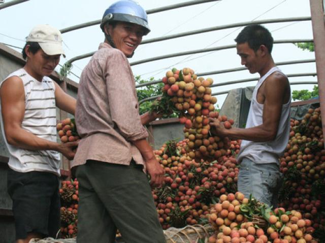 Thị trường - Tiêu dùng - Hơn 1.000 hộ nông dân Bắc Giang có thu nhập trăm triệu từ vải thiều