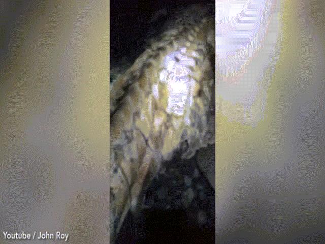 Phi thường - kỳ quặc - Video: Đi dạo quanh bãi biển ban đêm, phát hiện xác sinh vật kỳ lạ