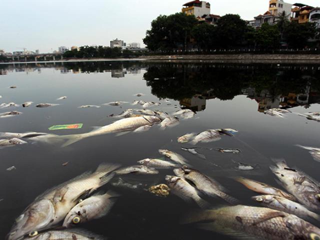 Tin tức trong ngày - Sau mưa lớn, cá chết lại nổi trắng mặt hồ ở Hà Nội