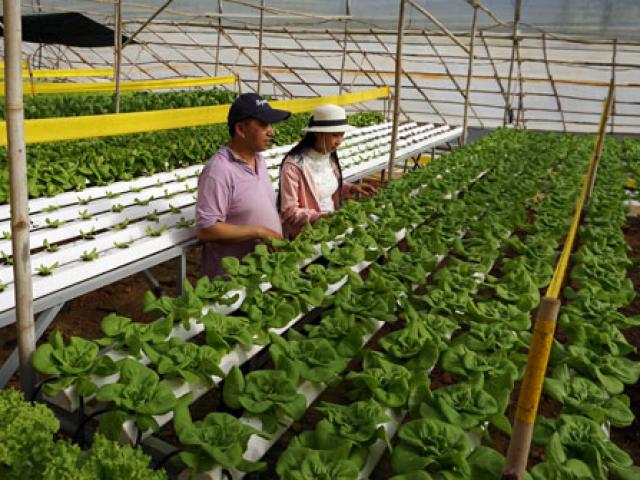 Thị trường - Tiêu dùng - Bỏ làm giám đốc về trồng rau-quyết định "khùng" cho thu nhập "khủng"