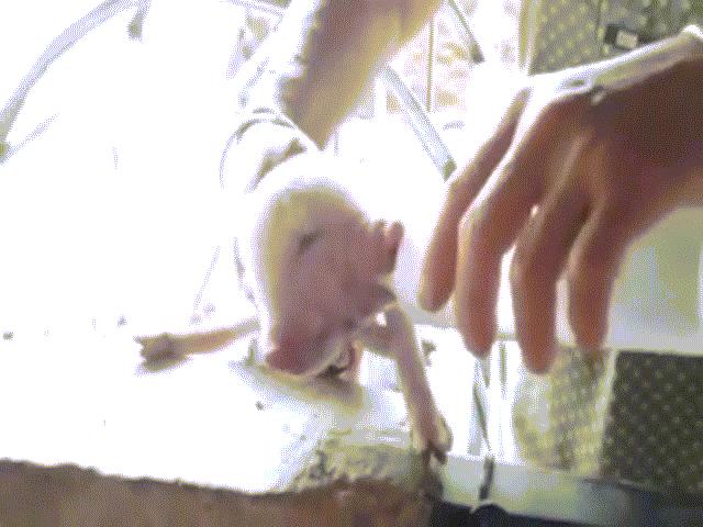 Lợn hai đầu bú sữa ừng ực ở Trung Quốc