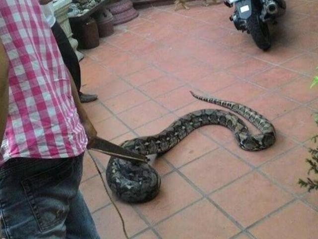 Tin tức trong ngày - Giải cứu trăn "khủng" bị bắt giữ vì đột nhập nhà dân ở Đà Nẵng