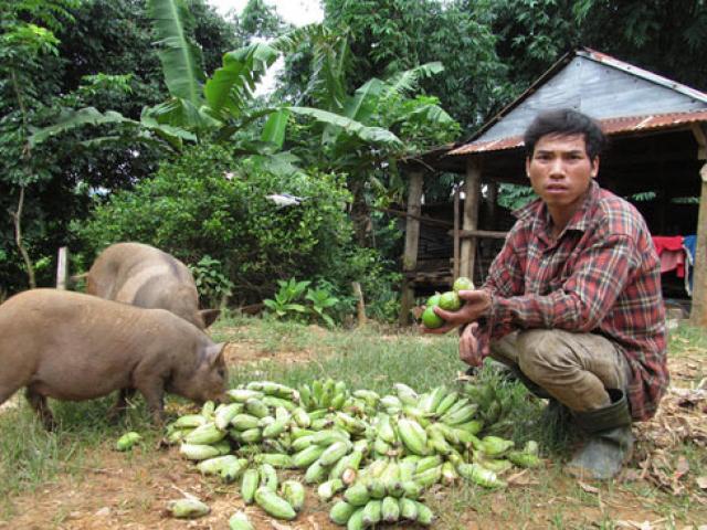 Thị trường - Tiêu dùng - Nông dân khốn đốn vì giá chuối mật mốc chạm đáy