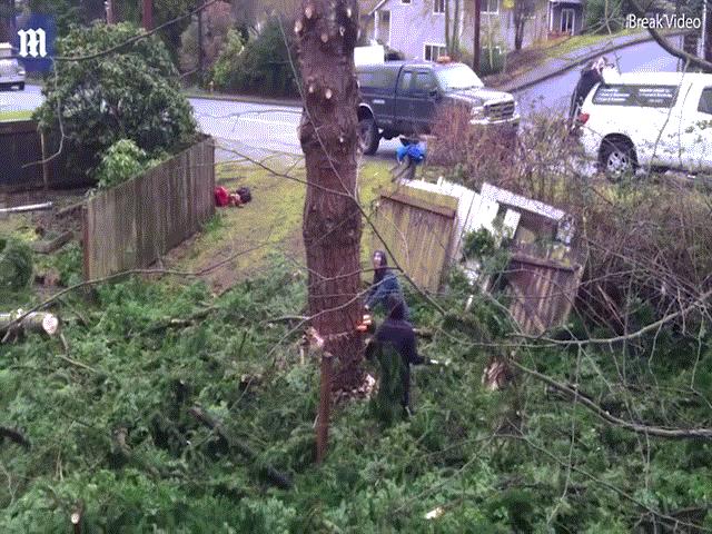 Phi thường - kỳ quặc - Chặt cây, bị cây "đập" cho hỏng nhà