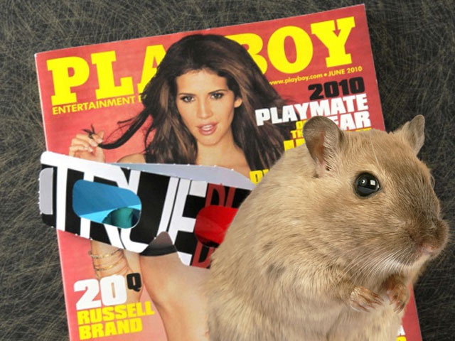 Truyện cười - NK phiêu lưu ký: Gặp lại "người tình cũ" và bị chuột gặm