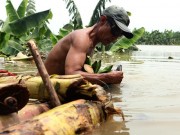 Tin tức trong ngày - Gặp &quot;Robinson&quot; trên bãi giữa sông Hồng