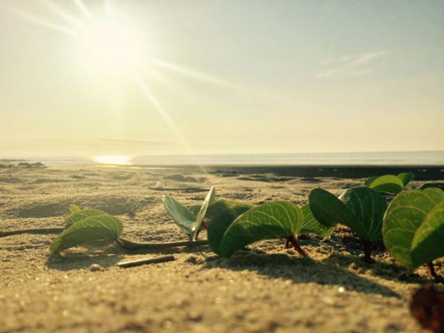 Du lịch - Gần Hà Nội có một "hoang đảo Robinson" tuyệt đẹp và bình yên đến lạ