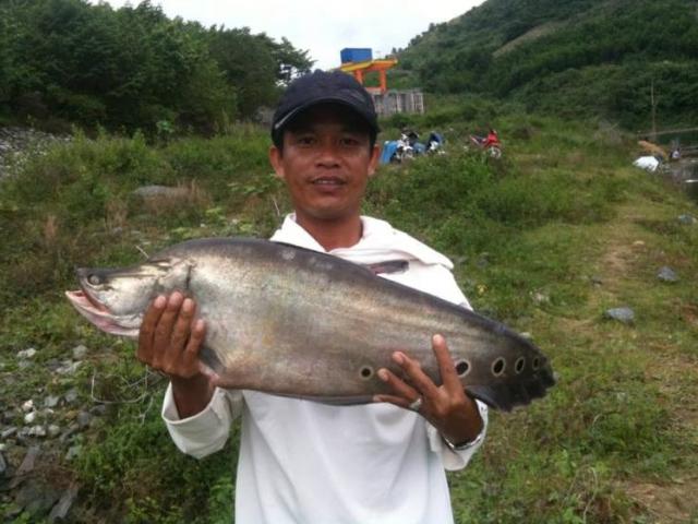 Tin tức trong ngày - Cần thủ Quảng Nam câu được cá thác lác “khủng“
