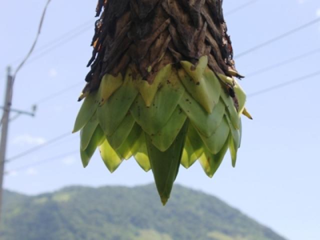 Thị trường - Tiêu dùng - "Hốt bạc" với giống chuối chỉ thích "sống một mình" ở Ninh Thuận
