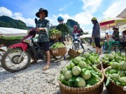 Thị trường - Tiêu dùng - Chi Lăng vào mùa na, thương lái Việt Nam -Trung Quốc cạnh tranh tìm hàng &quot;đẹp&quot;