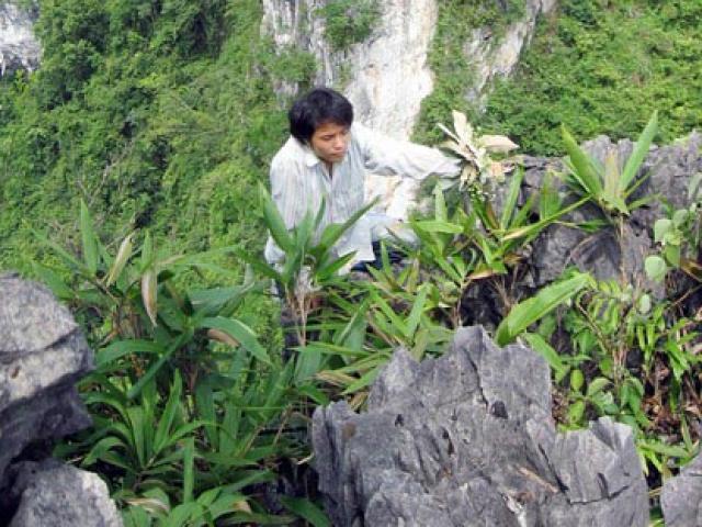 Nghề "săn" phong lan rừng trên vùng sơn cước