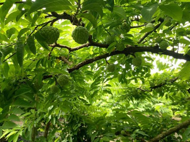 Thị trường - Tiêu dùng - Na dai Mai Sơn quả to ngọt lịm, tư thương vào tận vườn thu mua