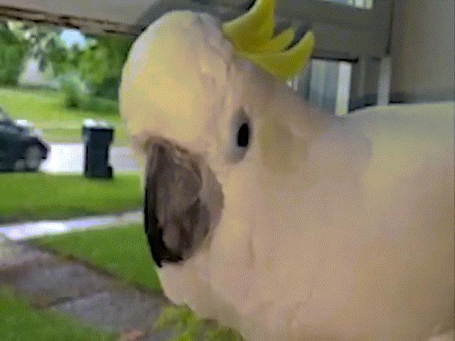 Phi thường - kỳ quặc - Vẹt mới học được tiếng chó, sủa liên hồi như "ma làm"