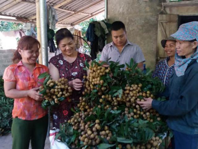 Thị trường - Tiêu dùng - Mùa nhãn ở Sơn Thủy được ví như "mùa vàng"