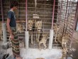 Sốc với số tiền đại gia Trung Đông bỏ ra để tậu "mãnh thú"