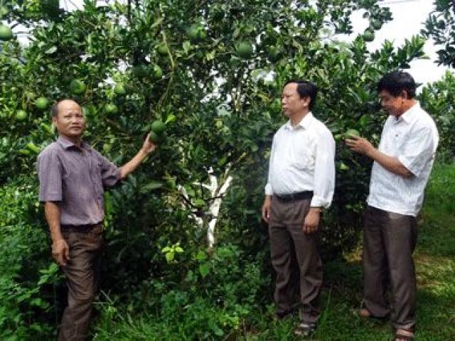 Thị trường - Tiêu dùng - Làm giàu ở nông thôn: Lãi 2,3 tỷ từ 17,5ha cam, bưởi và 17ha rừng