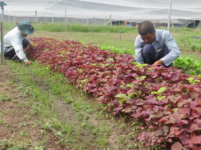 Thị trường - Tiêu dùng - Rau sạch phải… ra đường