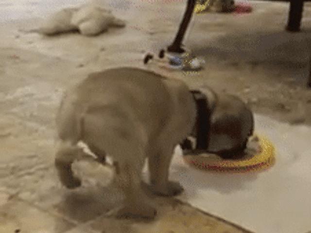 Video Clip Cười - Clip: Thức ăn có gì lạ mà chú chó lại phản ứng thế này?